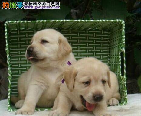 拉布拉多犬便便里有虫子需要驱虫吗