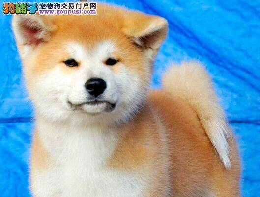 秋天饲养秋田犬应该绕过的误区