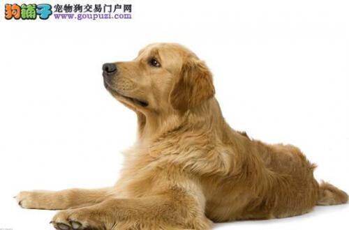 梳理金毛犬狗毛必须有的一套工具——梳子和篦子