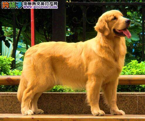 衡量狗狗品质标准 怎样挑选优良警用的金毛犬
