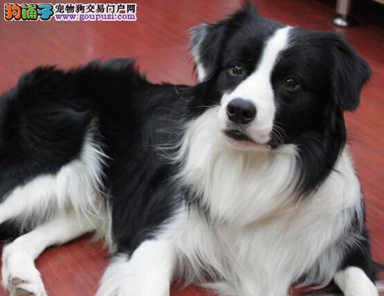 如何医治皮肤病帮助边境牧羊犬脱离苦海