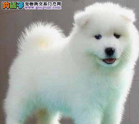 我家萨摩耶身上有很多皮屑用什么方法处理掉
