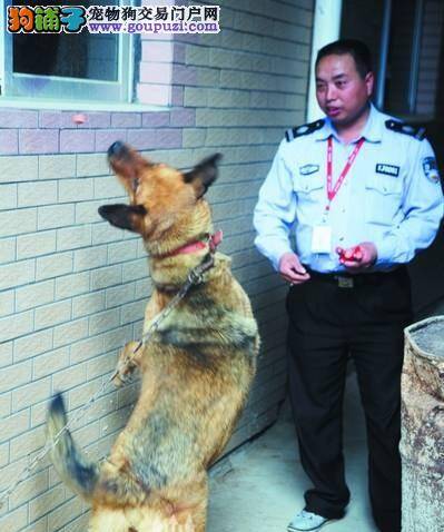 大狗跑来避雨保安好心收留 有人出价3000元被保安拒绝