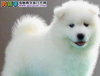只需七分钟就可以买到健康的萨摩耶