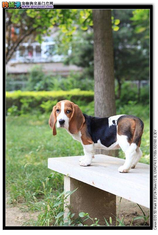 比格犬洗完澡身上还有味道是怎么回事