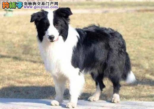 边境牧羊犬生絛虫的治疗方法