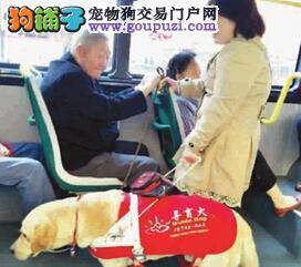 国务院条例颁布导盲犬可出入公共场合和乘车