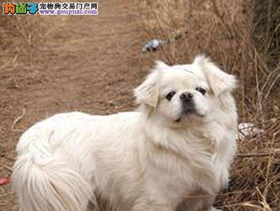 饲养经验全集之领养的京巴犬不吃饭是为什么