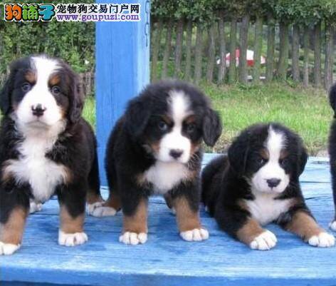 伯恩山犬最近一直乱咬自己的大腿是什么情况