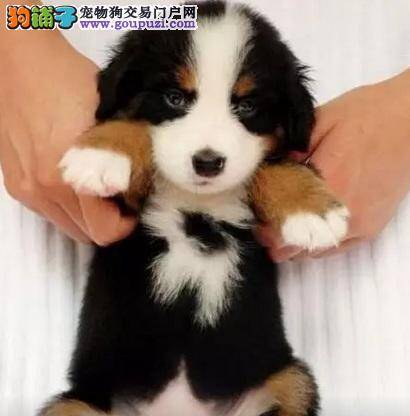 为什么伯恩山犬在雪地里可以行走自如