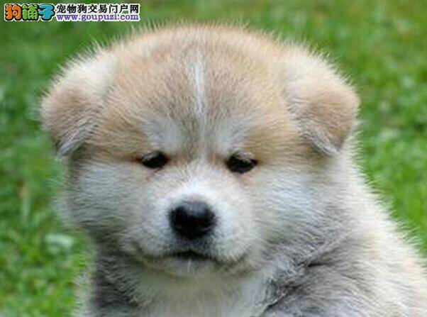 如何让狗更安分 乖巧的秋田犬是怎样训练成的