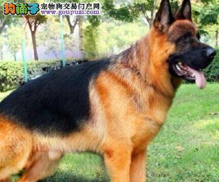 距离产生美 如何制止德国牧羊犬热情的“拥抱”