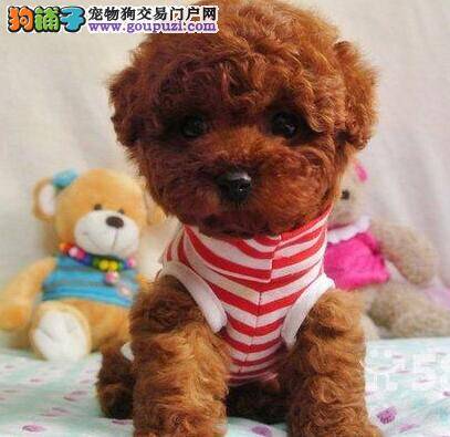 贵宾犬细小康复吃什么狗粮比较好