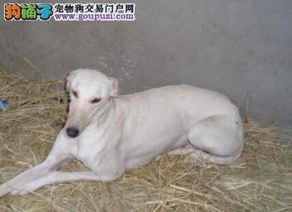 护理全方案 怎样照顾断奶后的格力犬