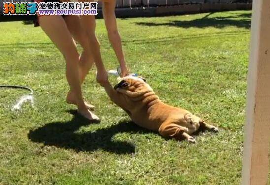 就是不爱洗香香 法国斗牛犬不洗澡「伏地装死」