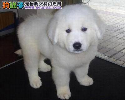 想要买到一只真正优秀的大白熊犬需要怎样观察