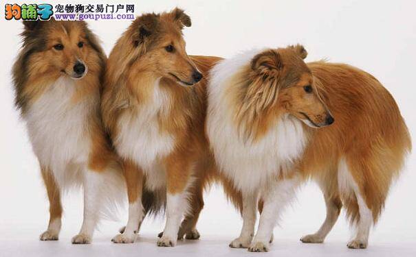 喜乐蒂牧羊犬生病征兆 养喜乐蒂要知道