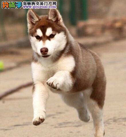 哈士奇突然咳嗽像是干呕该怎么办