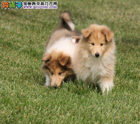 苏格兰牧羊犬什么时候可以驱虫
