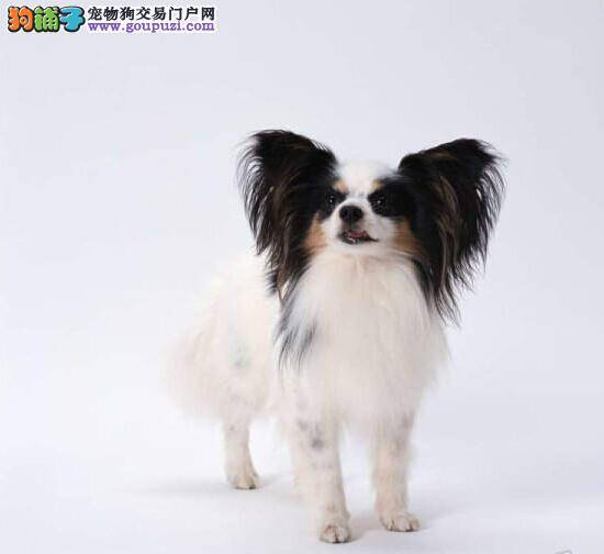 养狗专家告诉你如何科学的饲养蝴蝶犬