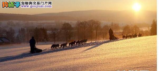 一年一度的狗拉雪橇大赛正在进行中