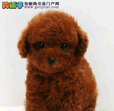 刚满月的泰迪犬吃完奶糕呕吐 正常吗