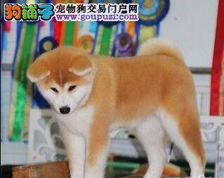 浅谈秋田犬 关于秋田犬名字的历史由来