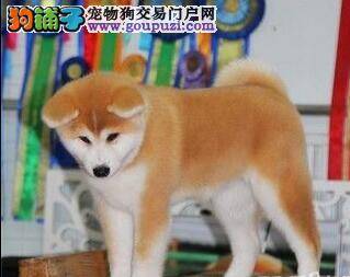 浅谈秋田犬 关于秋田犬名字的历史由来