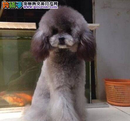 六个月的贵宾犬突然吐了是怎么了