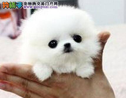 医疗一本通 茶杯犬患上皮肤真菌病的防治措施有哪些