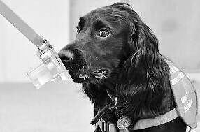 神奇狗医生可通过尿液闻出癌症 准确率极高