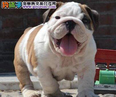 我家斗牛犬最近尿尿黄，没食欲是怎么了