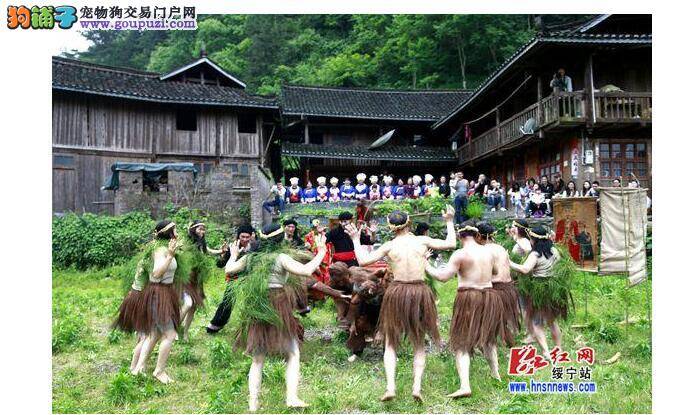 千名旅游爱好者穿越原始森林  见证神秘“祭狗”仪式