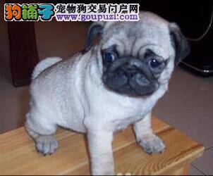 教你日常应该怎么样照顾巴哥犬