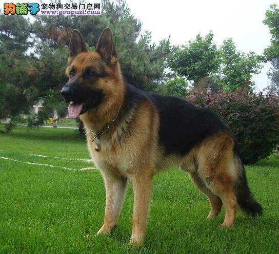 挑选健康的德国牧羊犬主人应了解的知识