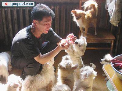 哈尔滨一的哥17年收养400余只流浪猫狗(图)