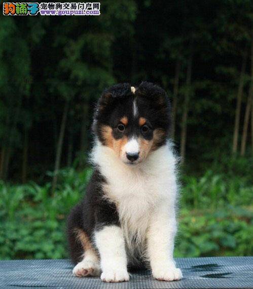 选购喜乐蒂幼犬，掌握技巧很重要