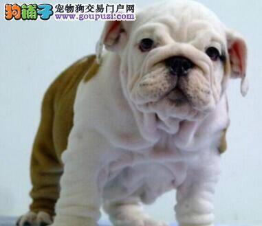 不知道为什么斗牛犬突然站不起来了