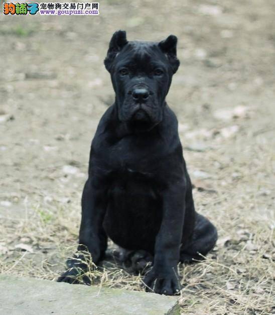 卡斯罗犬喝牛奶后拉稀了，求指点