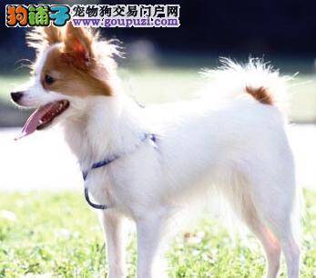 温馨家园 给蝴蝶犬准备小家需要注意哪几点