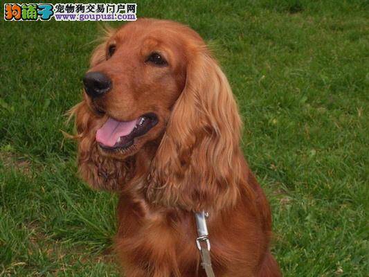 处于不同环境的可卡犬应该怎样养