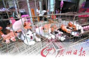 广州犬条例规定后市民弃狗养猫猫价水涨船高