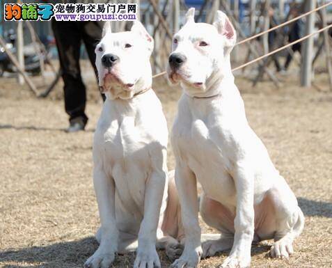 六个月的杜高犬双排牙需要拔牙吗