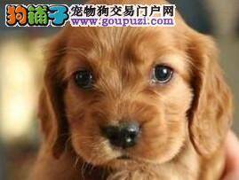 轻松教会可卡犬文明如厕