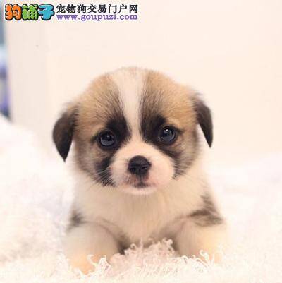 柯基犬脖子两侧长肿块是什么东西