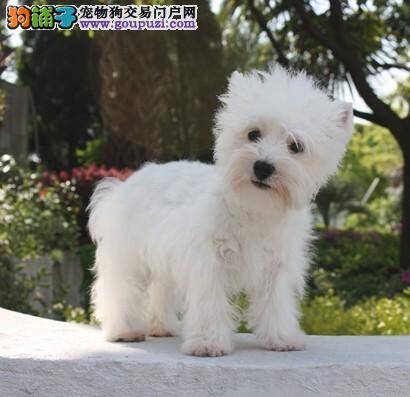 西高地毛发脱落，皮肤红肿是什么问题