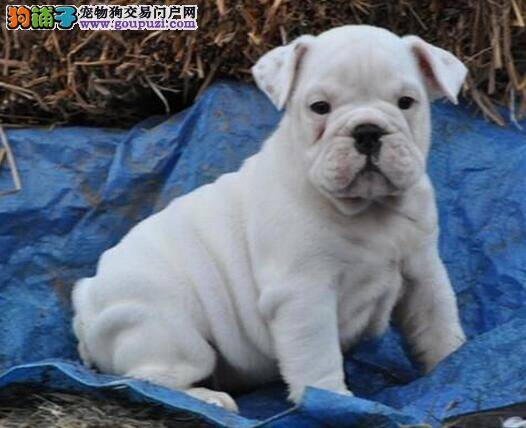 斗牛犬见人就扑有什么方法可以改正