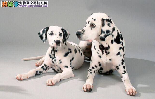 我们需要向斑点狗学习哪些好的精神