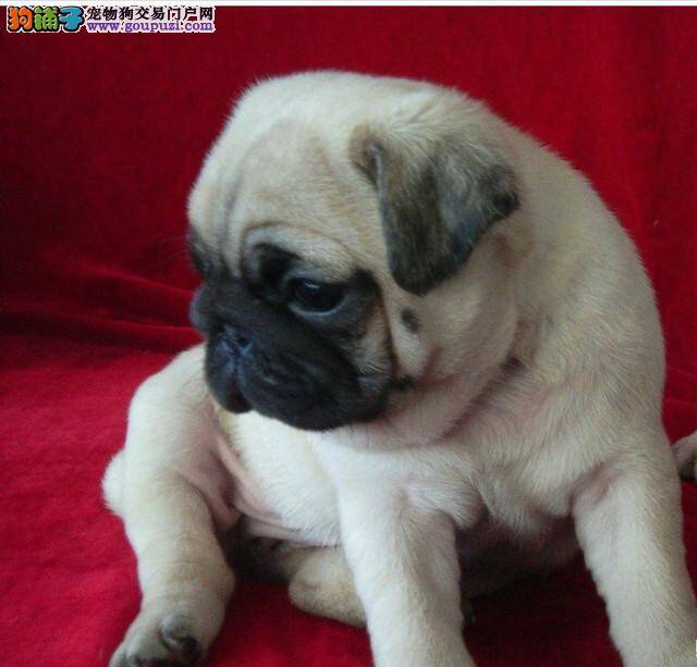 两个月的巴哥犬最近总尿频是怎么了