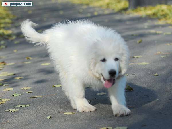 怎样给两个月的大白熊犬驱虫